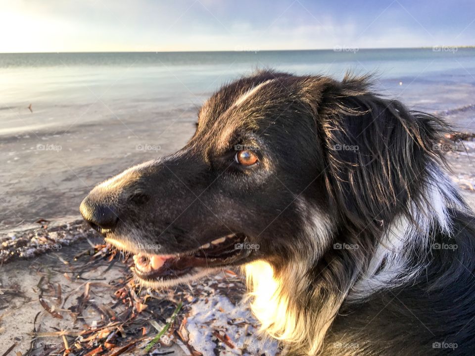Dog smiling facing sunrise on south Australia beach, border collie sheepdog, low tide 