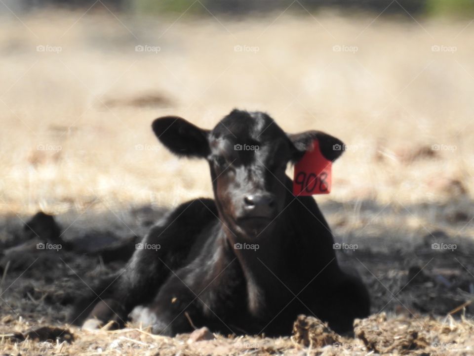 Calf resting