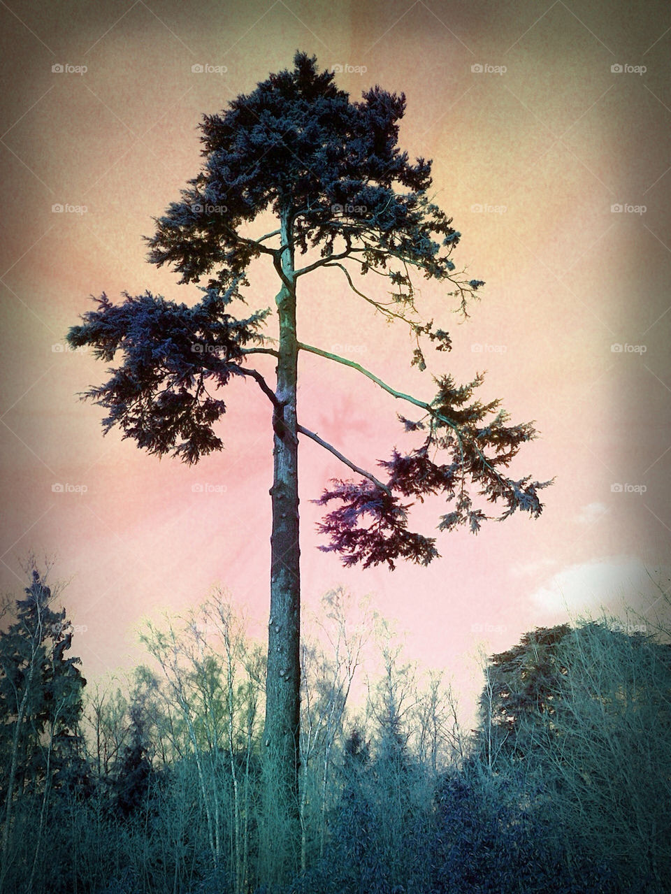 Solo pine tree against the sky