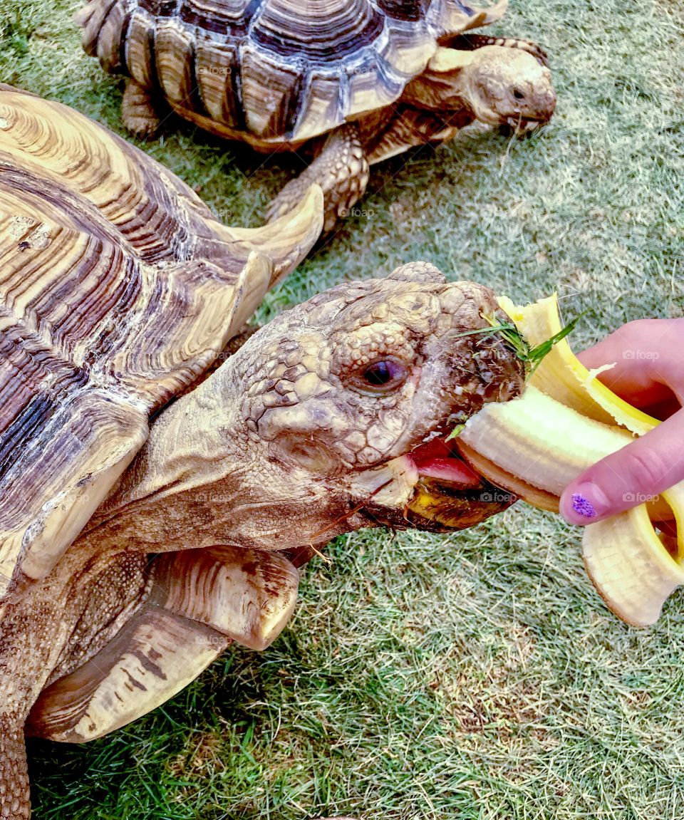 Feeding banana to a pet tortoise - closeup