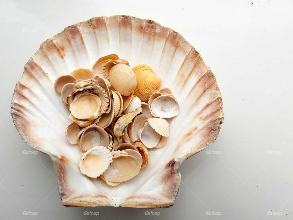 Large seashell with smaller shells on top.
