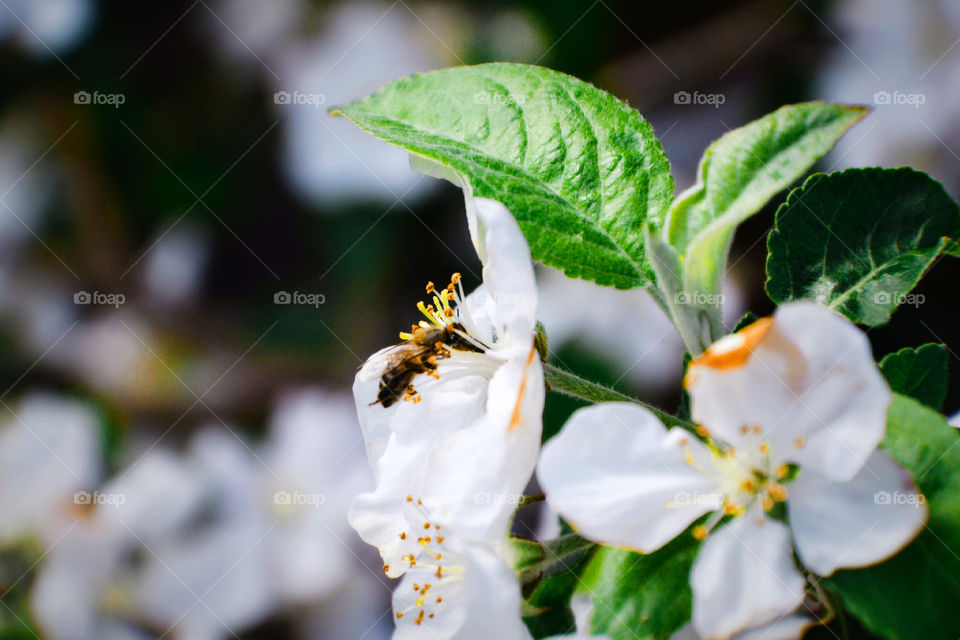 bee
