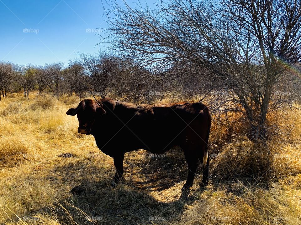 A fattened hornless bull starring at the car after disturbing it’s grazing in dry grass. 