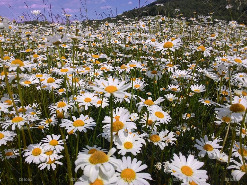 Blooming daisies in field