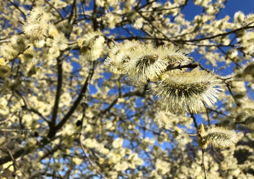 Spring blossom