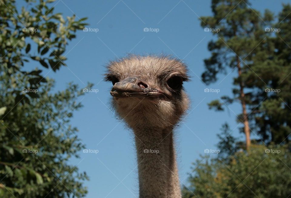 Ostrich potrait