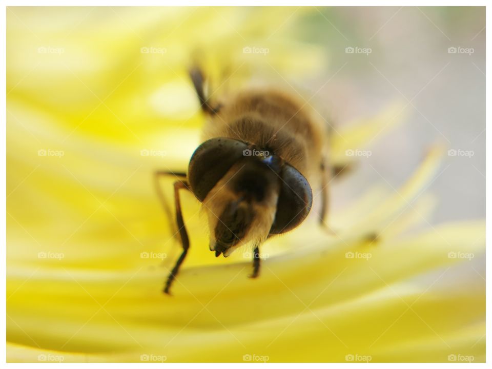 A bee upclose!