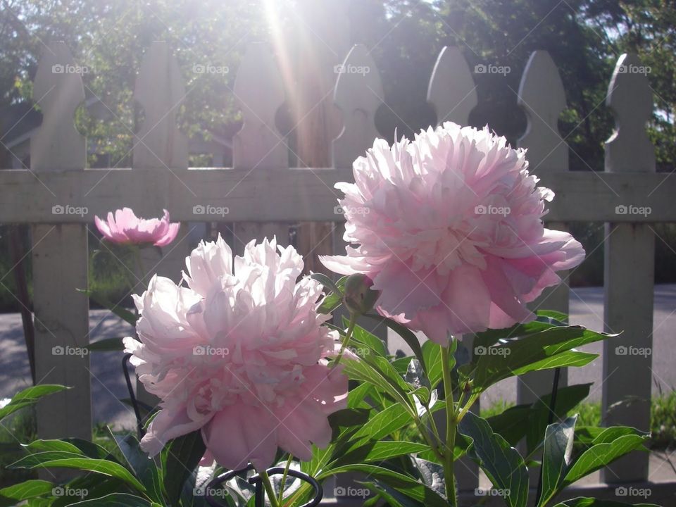 Peonies Sarah Bernhardt