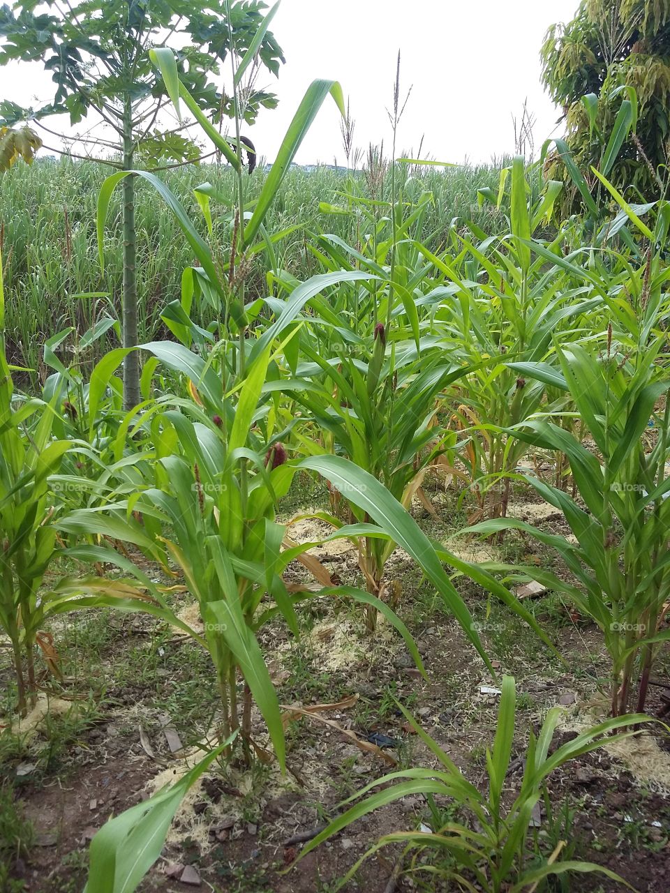 Corn Plantation in Ipojuca, Pernambuco, Brazil.