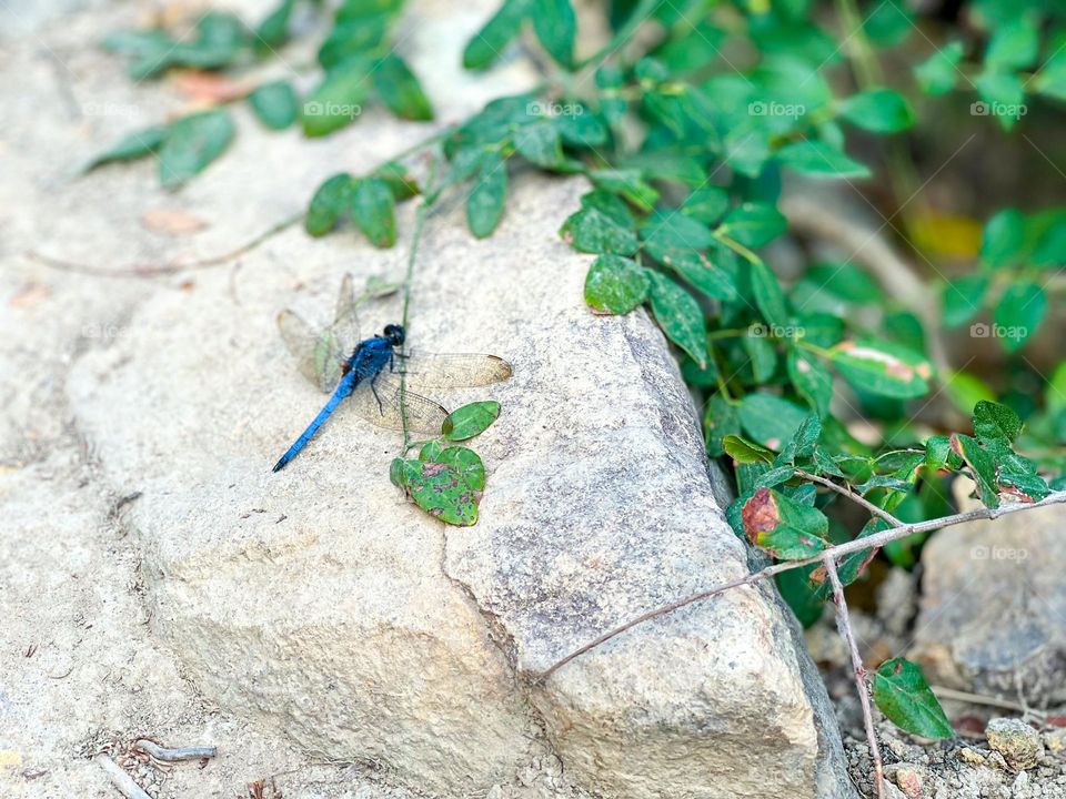 Special blue dragonfly
