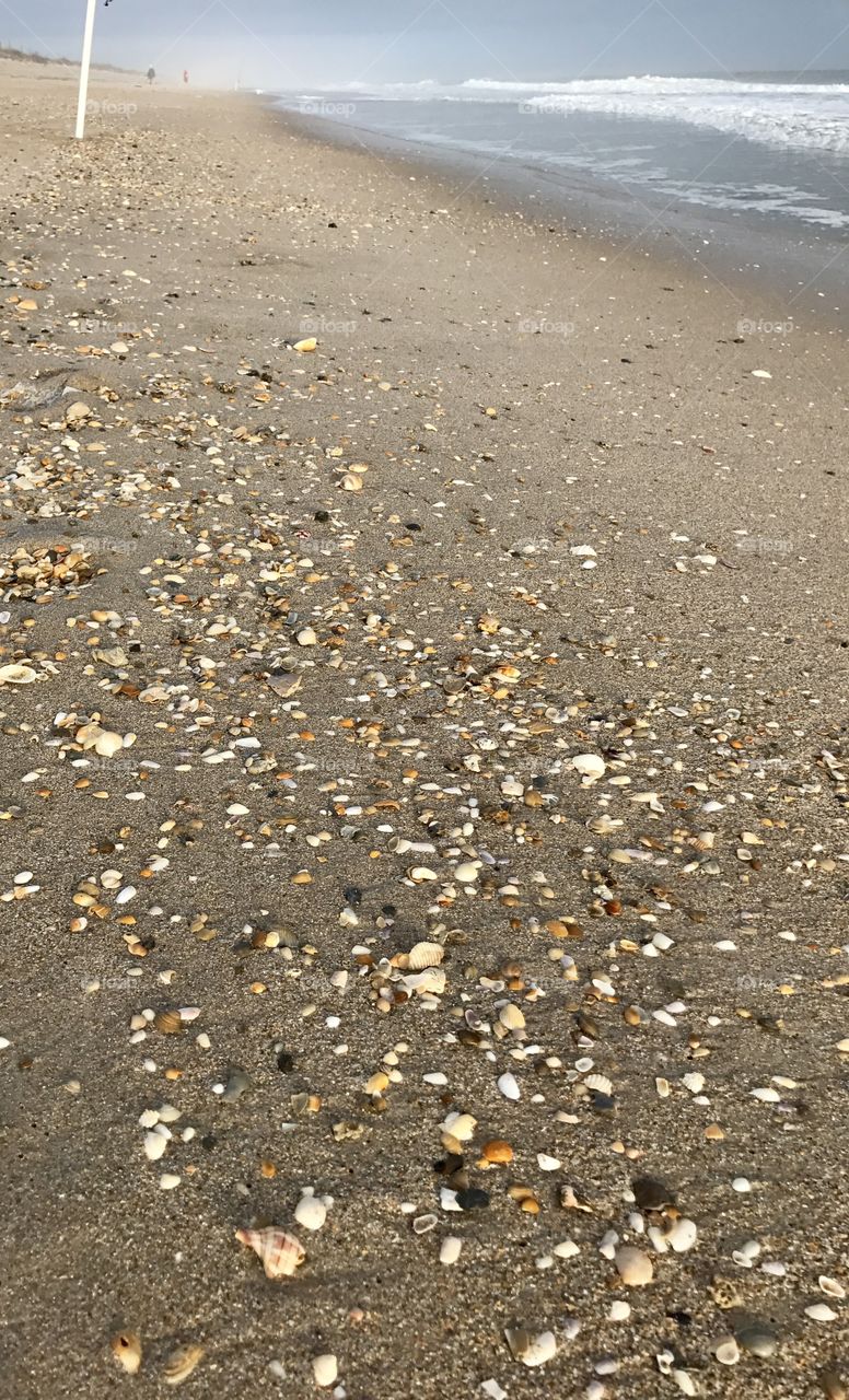 Canaveral National Seashore  Florida Space Coast low tide seashells 