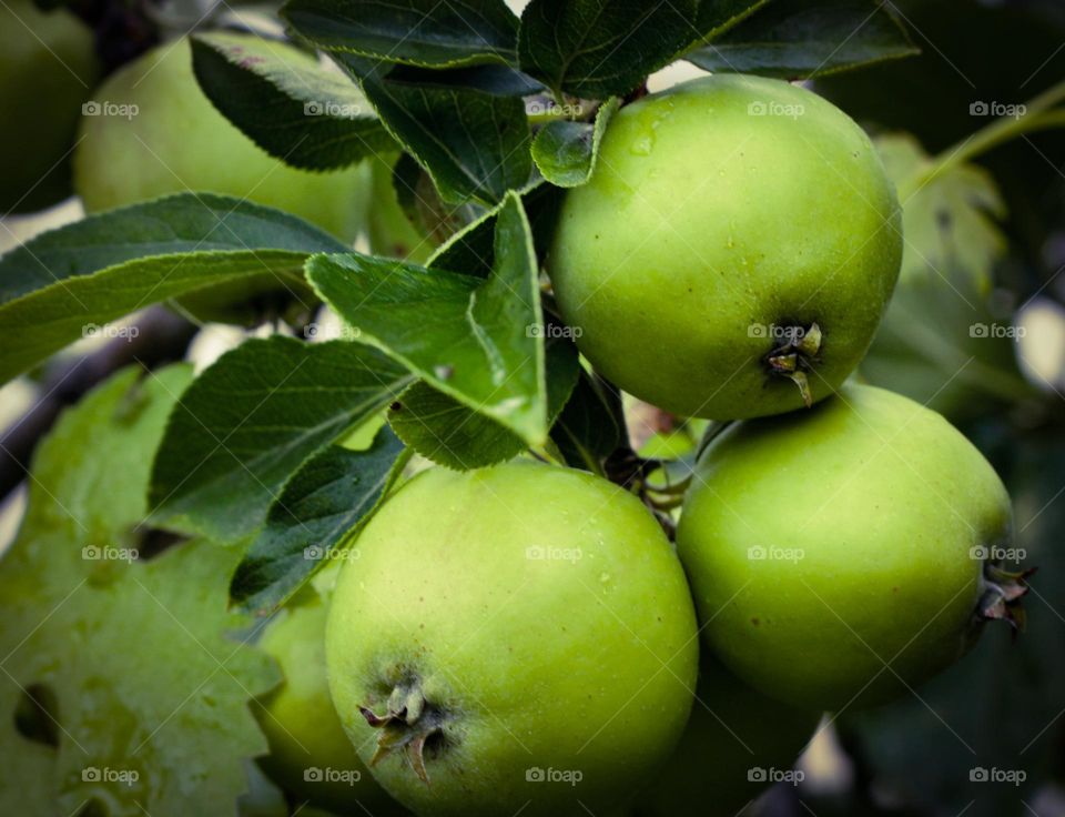 Green apples growing on the tree