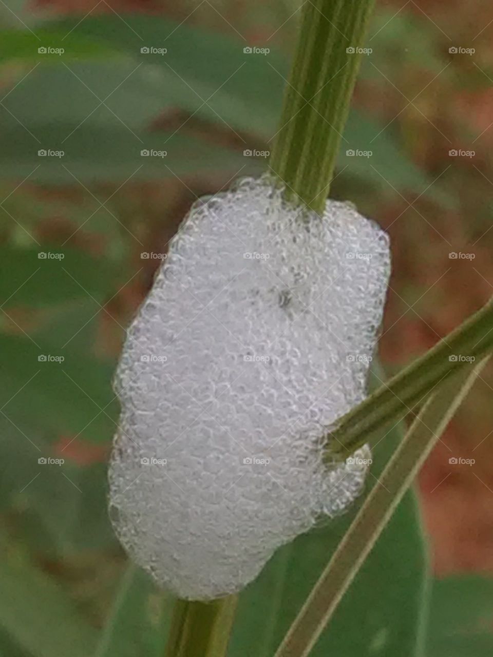 It seems that no spit has been given, but it is not such a species worm made its house here. Closed house in the carpet