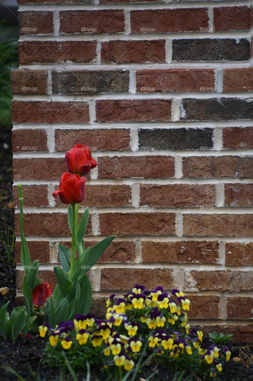 red tulips and pansys