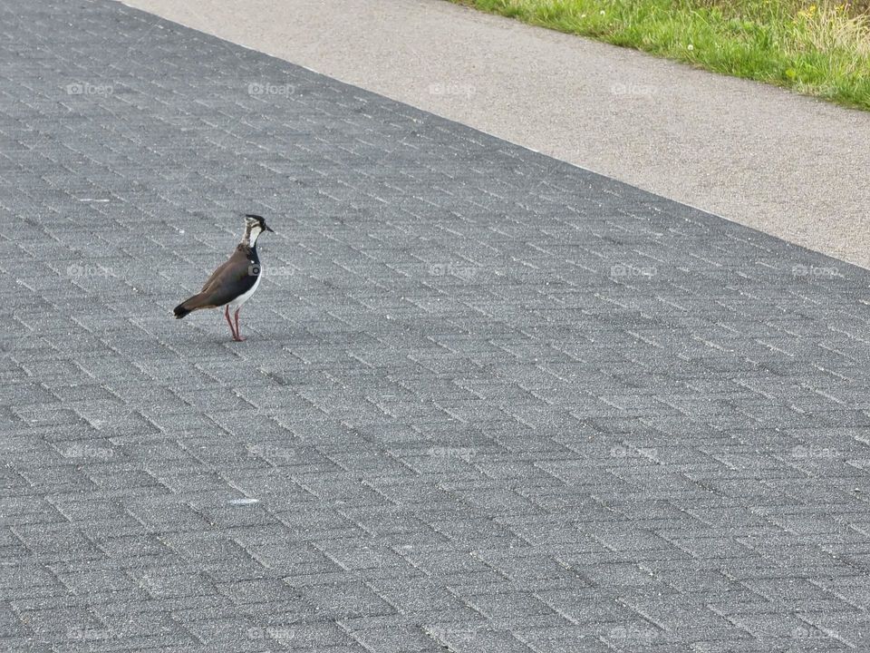 A bird (peewit) walking on pavement towards grass