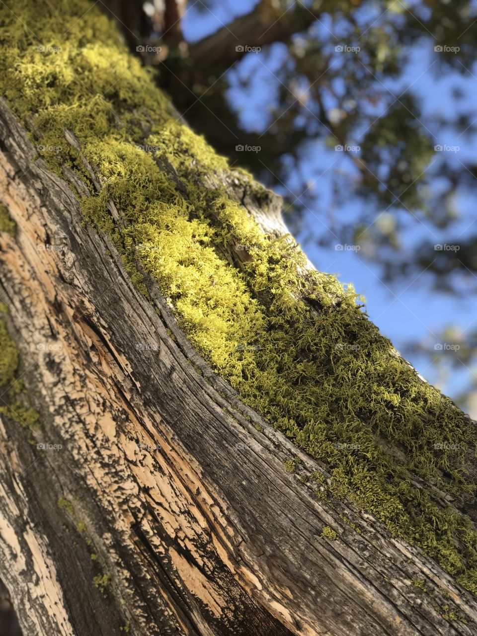 A closeup of the lime green moss that grows on the side of a weathered tree. Looking up as it shades us with its leaves. 