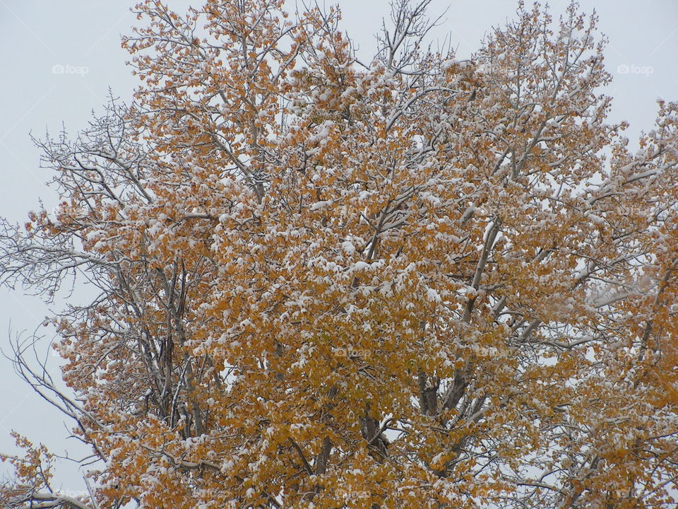 Fall colors with snow