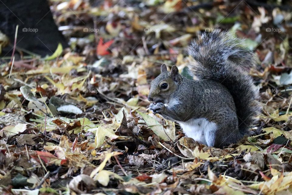 A squirrel found something to eat between colourful fall leaves 