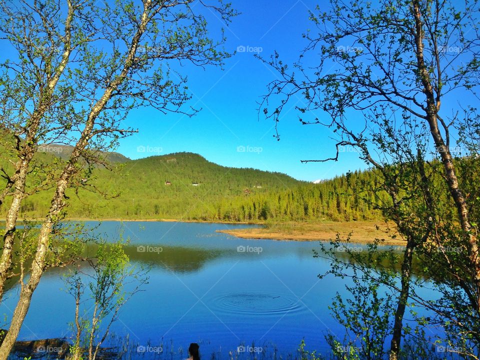 The view to a forest lake 