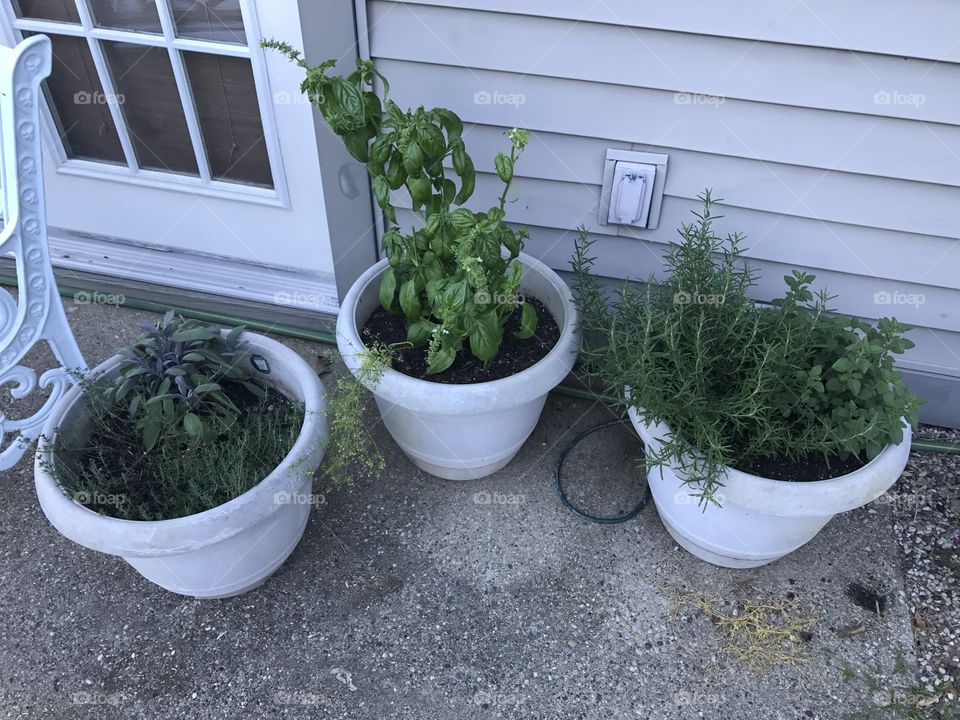 Fresh Herbs