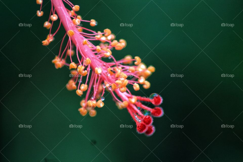 closeups on tropical hibiscus flower