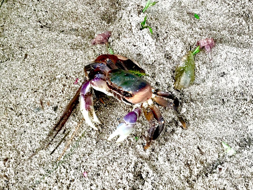 Colorful crab on the send. Wildlife visitor in the garden. 