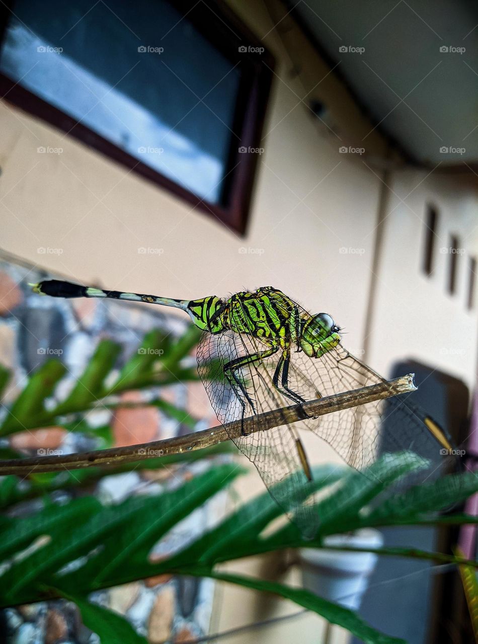 very beautiful dragonfly