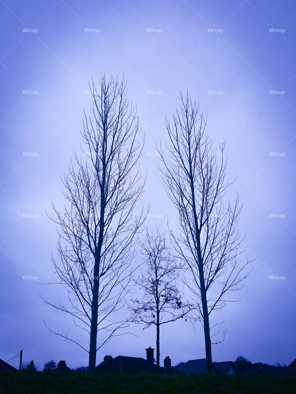 Three leafless trees