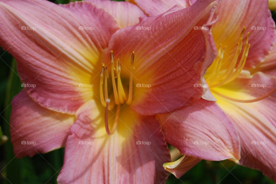 Peach Daylily yellow center