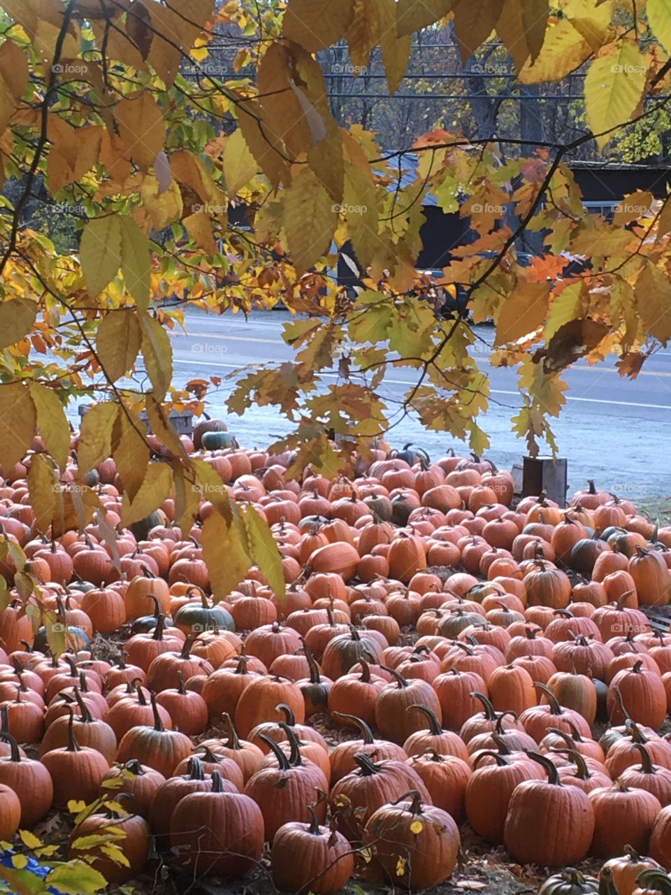 Pumpkins Galore!
