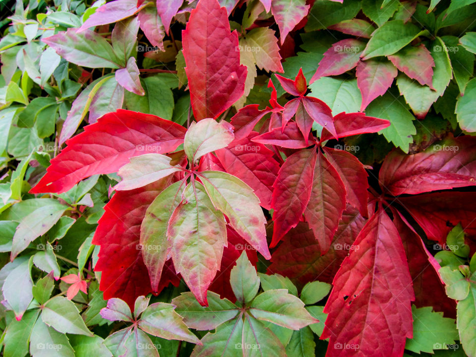 Full frame shot of leaves