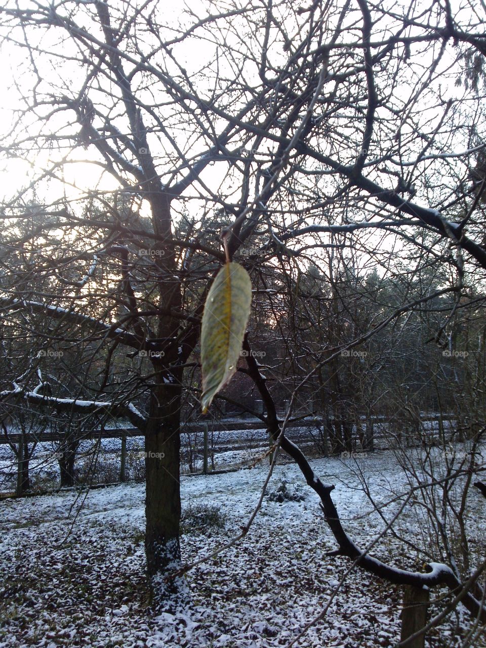 last leaf