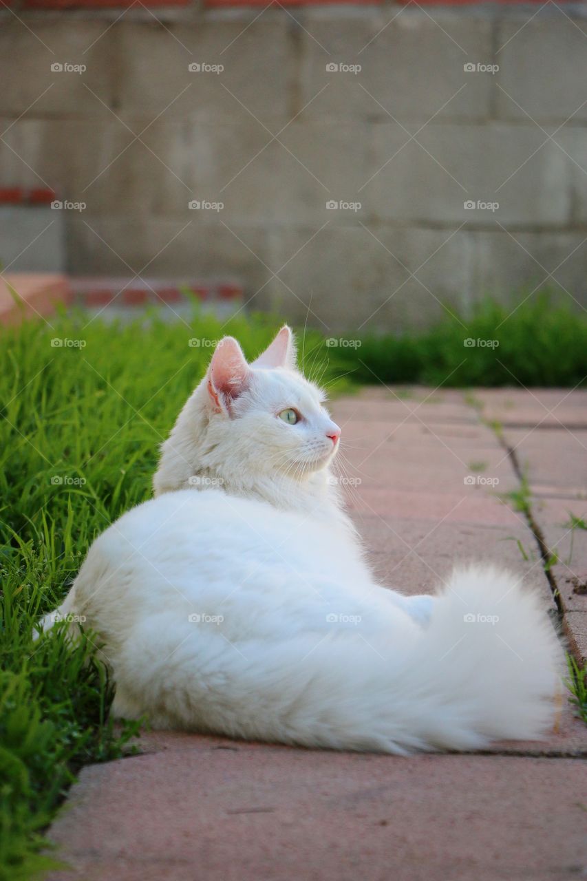 Spring in the garden