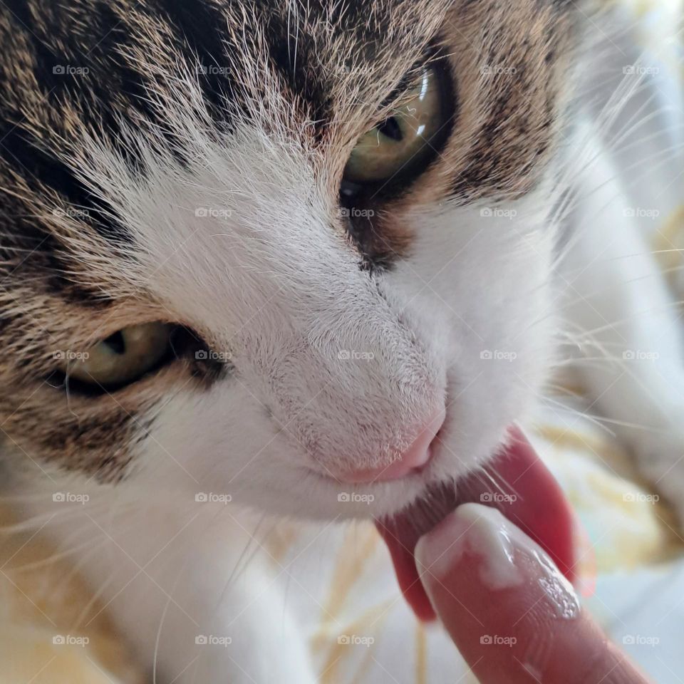white and tabby cat, face view, tongue out licking yogurt off a finger. u.k