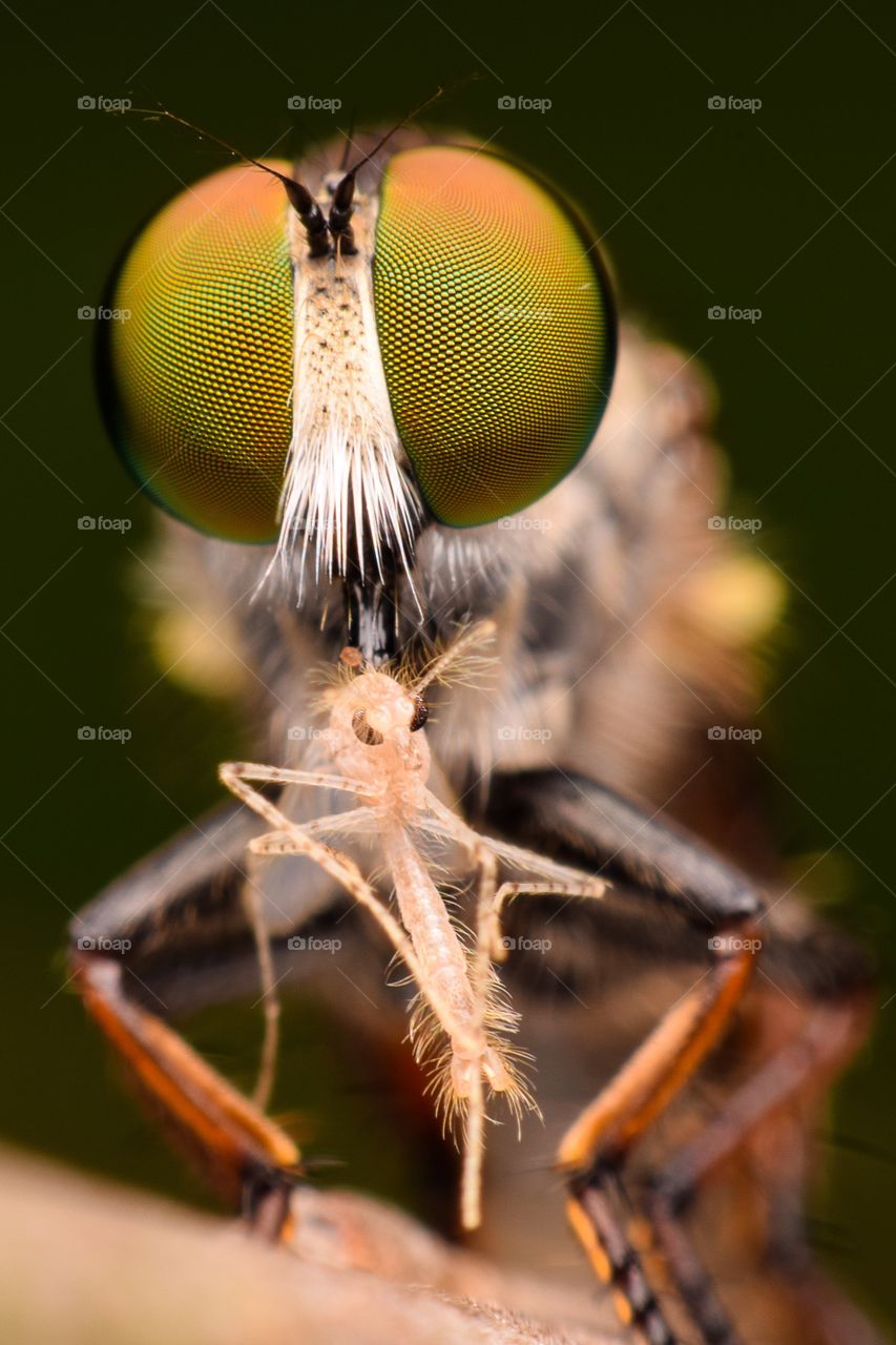 Close-up of a insect