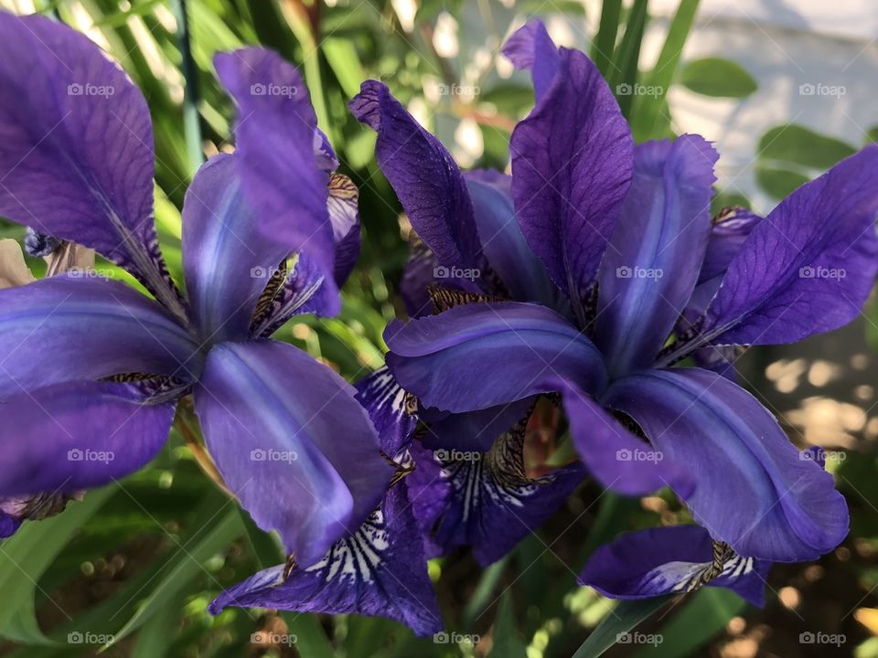 Early purple mini lilies in bloom against green leaves