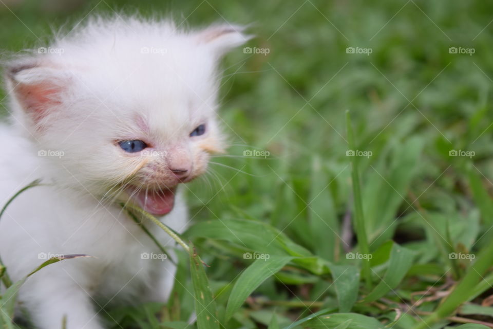 Angry Kitten