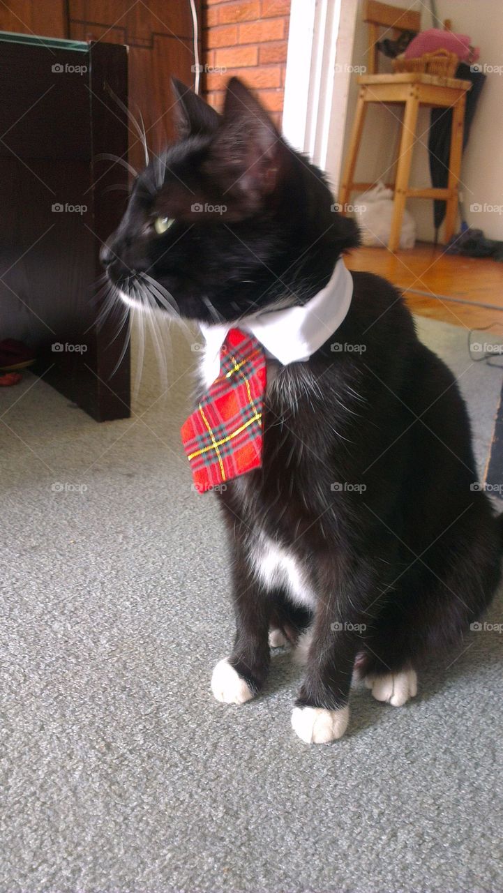 Cat tie