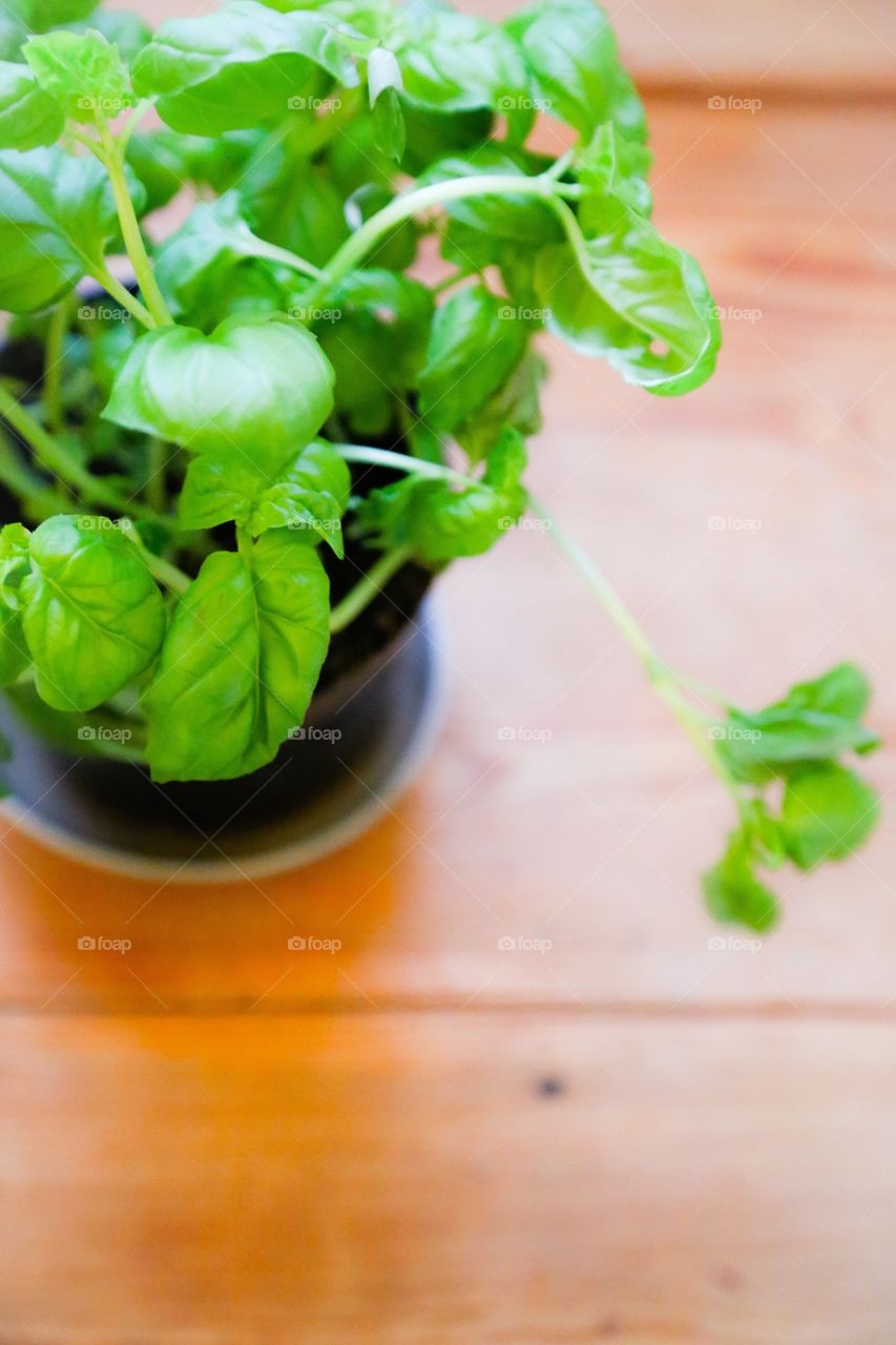 Basil in pot plant