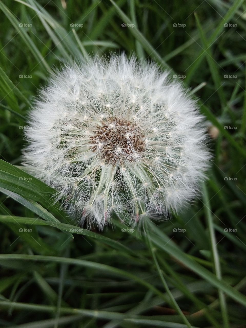 Dandelion