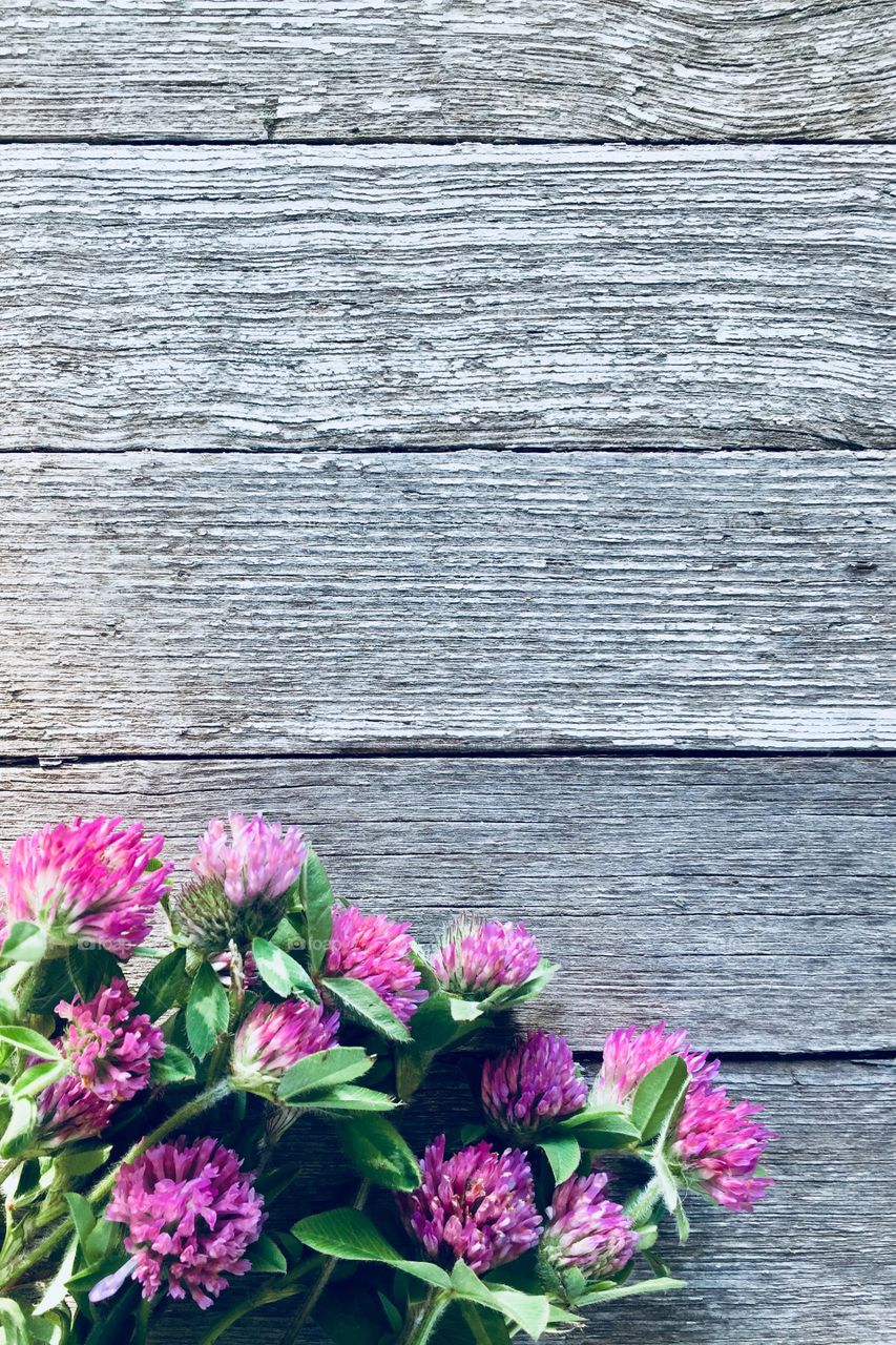 Closeup flat lay of red clover on a weathered wooden surface 