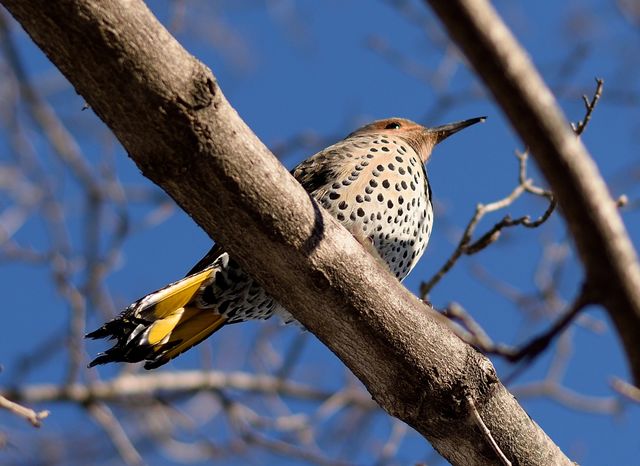 bird