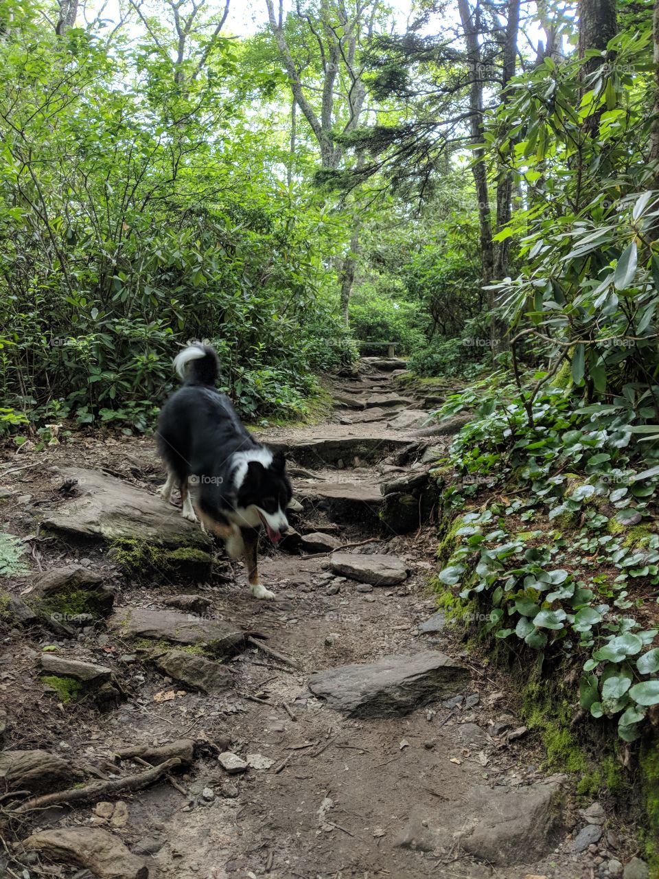 a happy dog navigates a rocky pathway along a hike in the woods of North Carolina.