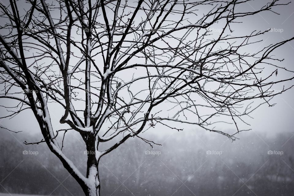 Snow covered branches