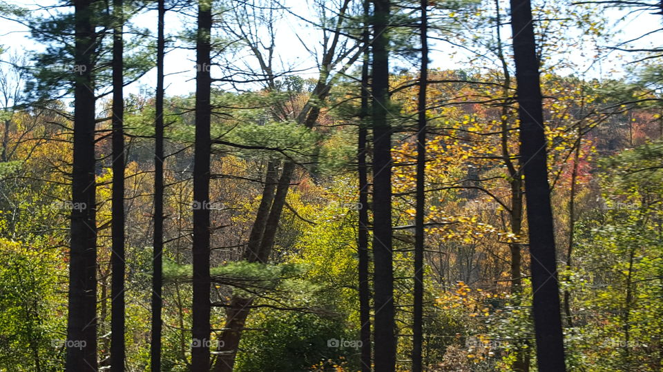 fall trees aplenty