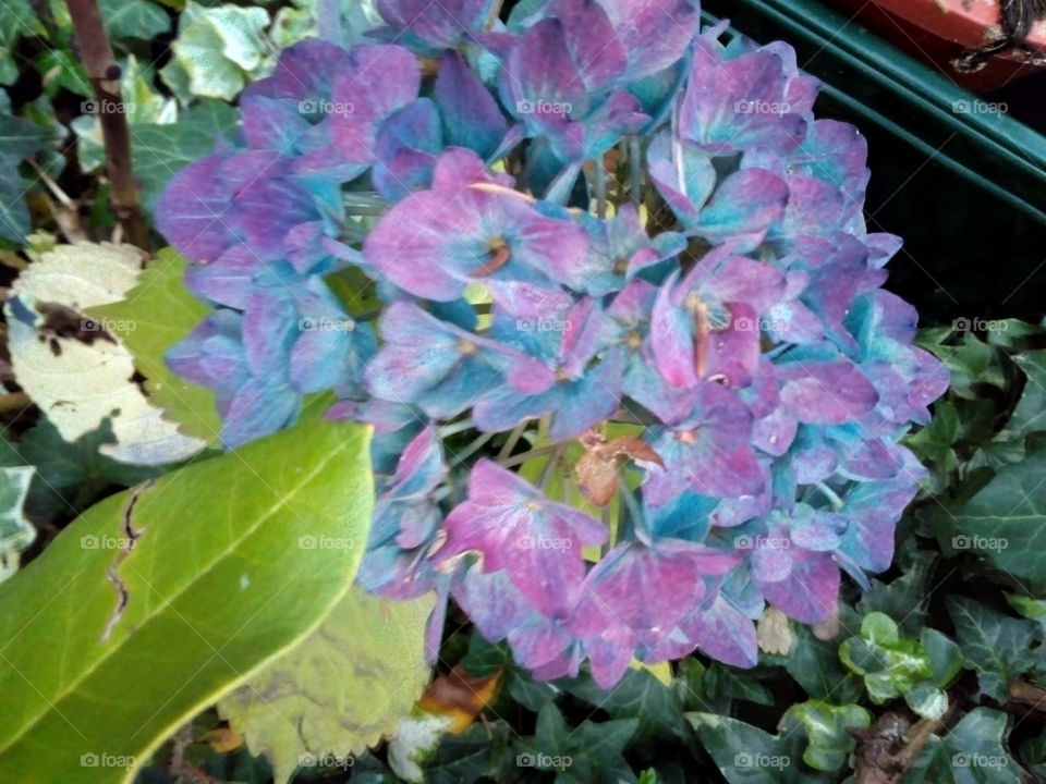 Hortensie, blau, violett, Sommer Blüte