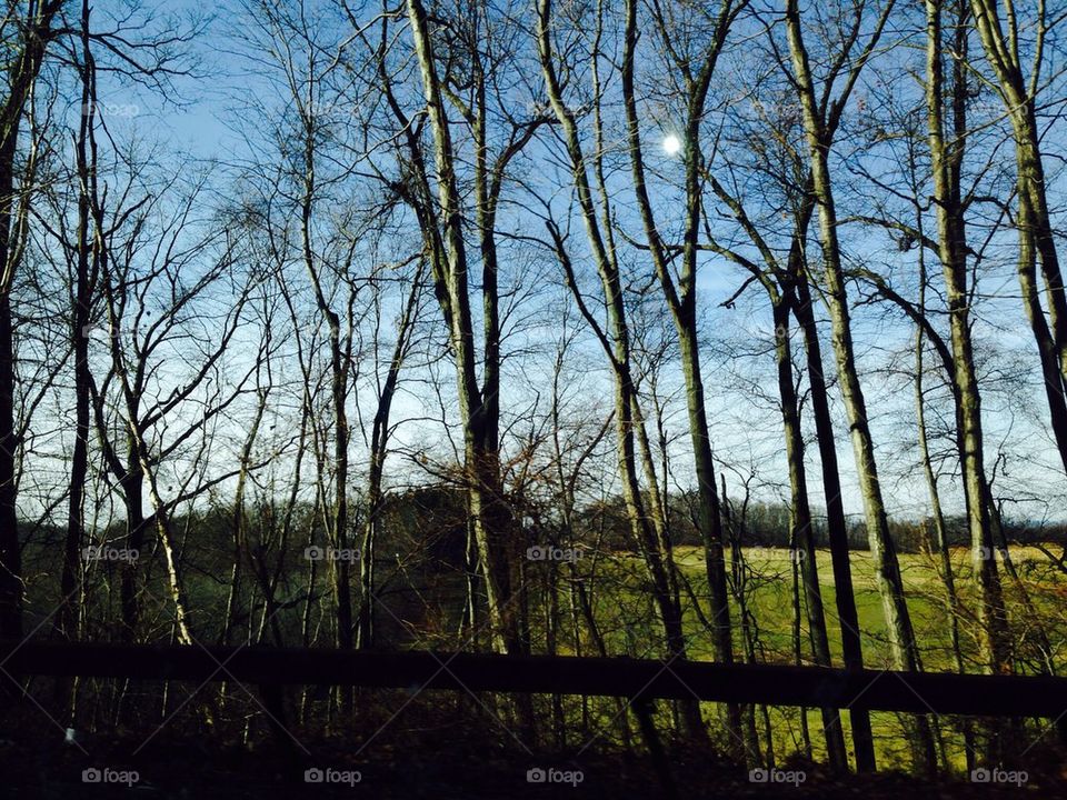 Bare trees in winter.