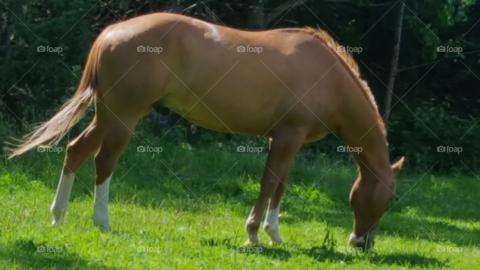 yummy grass