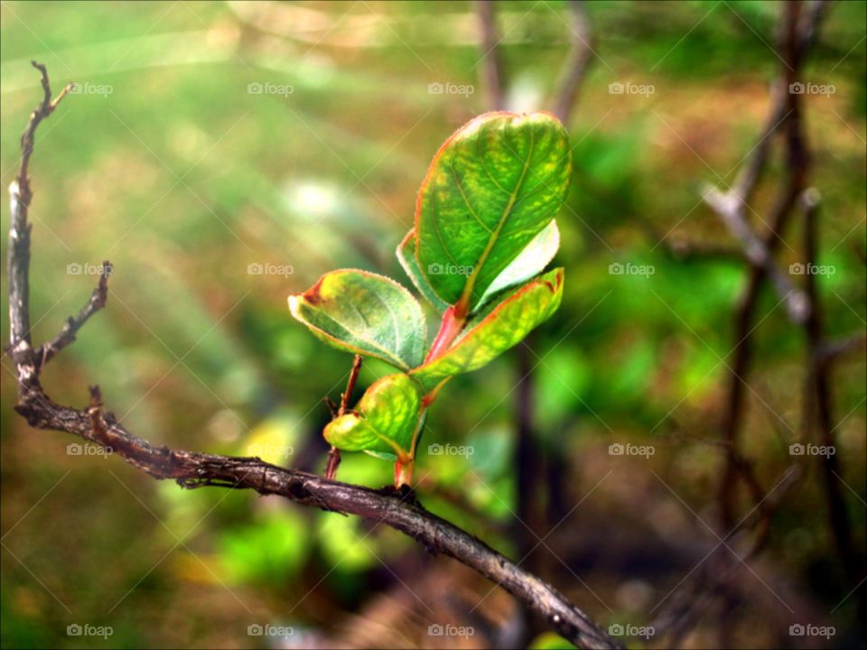 The leaf. The leaf through waves in summer