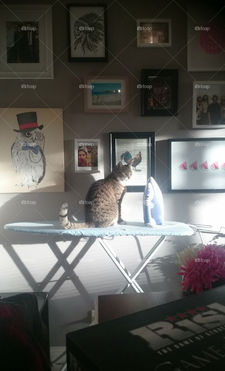 Kitty on an ironing board